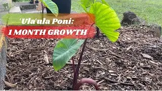 Taro 1 Month Growth: ʻUlaʻula Poni, Hawaiian Kalo Variety