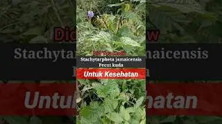 Did You Know: Tanaman Liar penuh Manfa'at #shorts #healthy
