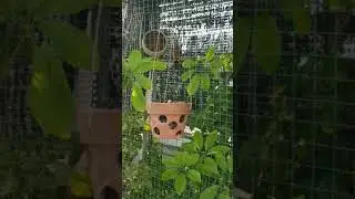 DỢT HỌA MI TẠI NHÀ