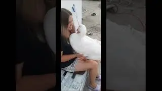 Гусики💝#ручнойгусь#гусьобнимусь#goose#жизньгусей#duck #funny #Адыгея#Краснодар