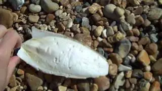 Cuttlefish bone, Brighton beach May 2009