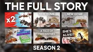 The Story of the Ants (FULL SEASON 2) Episodes 1-12