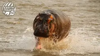 Hippos clash over territory