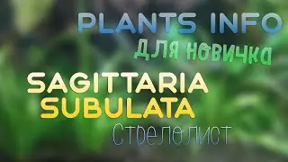 Plants Info | FOR THE BEGINNER | Sagittaria subulata (Arrowhead)