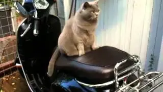 Sushi ride
