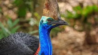 أضخم 10 أنواع من الطيور في العالم