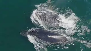 4k Humpback Whale Documentary Short (Nature Series Episode 2)
