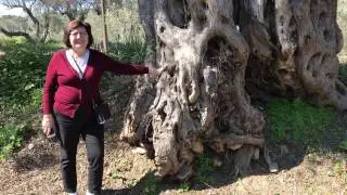 The 1200 year old Olive tree - interview with Prof Uygun Aksoy