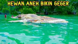 PENEMUAN HEWAN LANGKA & ANEH YANG MENGHEBOHKAN INDONESIA