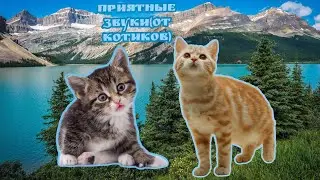 Приятные звуки от котиков💗😍🐱 (Видео не мои монтировала я)