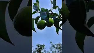 Rain Nd Pears 🍐 