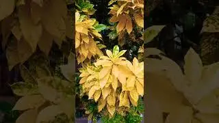 #LeafyGreens #PlantCare #GardeningTips #BotanicalBeauty #VibrantFoliage #Natures #GardenInspiration