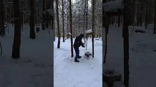 Синички не снесут яички если Пет им не насыпет  пшенички
