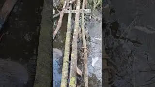 Beaver catching on the trap KP250 