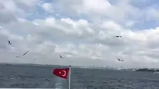 seagle of turkey