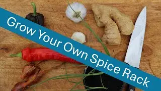 Grow Your Own Spice Rack!