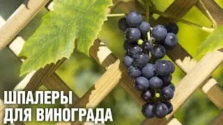 Шпалера для винограда | Hitsad.ru