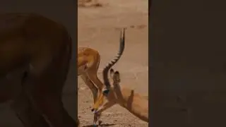 You Always Need To Move Forward #antelopes #goats #youtubeshorts #cuteanimals