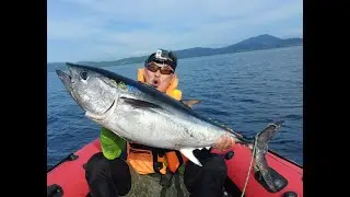 Тунцовые гонки продолжаются