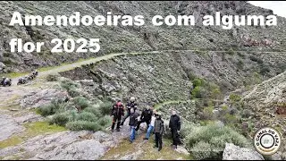 Amendoeiras com alguma flor 2025
