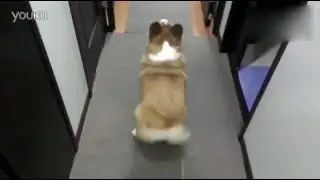 Cute Dog Shake Its Ass with Music