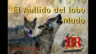 El aullido del lobo mudo. Sierra de la Culebra (Zamora, España)