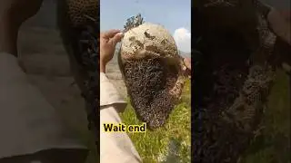 Bigg Honeycomb 🥰👨🫢#amazing