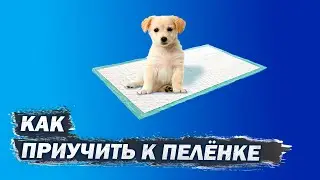 Как приучить собаку к пеленке/ 
