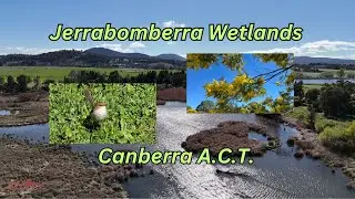 Jerrabomberra Wetlands Nature Reserve, Canberra A.C.T.