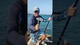 Поймал меланура на куриное сердце. Ловля на бомбарду  #рыбалка #fishing #melanur #рокфишинг  #рыба