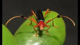 Paromoeocerus barbicornis (Guitarrero)