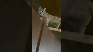 Пиксель и Рыжик родные братья 🐈 🐈 