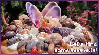 A Variety of Mini Shells | Finding Seashells at Low Tide #shelling #shells