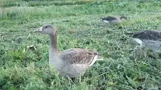 ХАЛЕПА З ДИКИМ ГУСАКОМ🥴