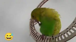 Why does my budgie eat his feet? | #shorts #YoutubeShorts