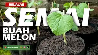 BELAJAR SEMAI BUAH MELON SENDIRI DI RUMAH #1