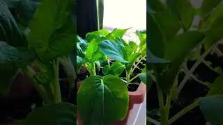 Best Organic Garden Indoor Bokchoy Organic lose weight #shorts #food # #viral #trending #yummy #fun