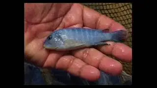 Какие виды африканских цихлид озера Малави из семейства Cichlidae содержат в домашнем аквариуме ?