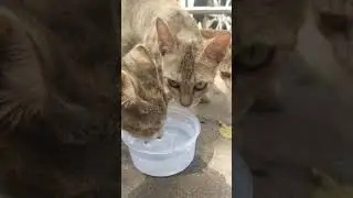 Thirsty Kittens In Scorching Heat