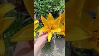 опять пересорт #лилия #лилии #садовод #flowers #садовыецветы #цветы #garden #цветывгоршке #растение