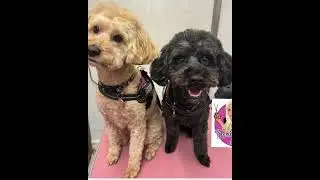 Dog Models