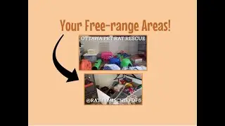 Looking at Your Free-range Areas! | Your Submissions, Ideas