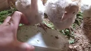 Молодёжь//ЦЫПЛЯТА//ИНДЮШАТА//МУСКУСНЫЕ утята