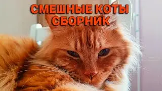 Смешные коты сборник