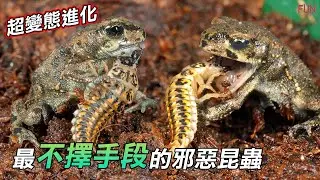 超變態進化！被吃進肚子了，還能反殺獵物！| 自然界中最不擇手段的邪惡昆蟲 | 只吃青蛙的昆蟲？| 昆蟲界的活地雷！| 製造死亡陷阱的恐怖螞蟻 | 无剧毒獠牙却是最殘忍的蜘蛛