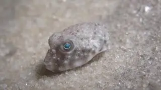 Sea Creatures of the Florida Gulf