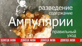 ампулярия, Pomacea bridgesii,養殖福壽螺bridgesii, Breeding Pomacea bridgesii, la cría Pomacea bridgesii