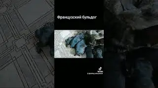 щенки французского бульдога #бульдог #французскийбульдог #собака #dog #franchdog #GetCrackin #Ready