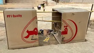 Myna Birds Catching Easy | How To Make Myna Catching Trap | 