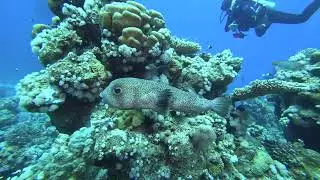 Diodontidae  Рыба еж